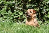 NORFOLK TERRIER 029